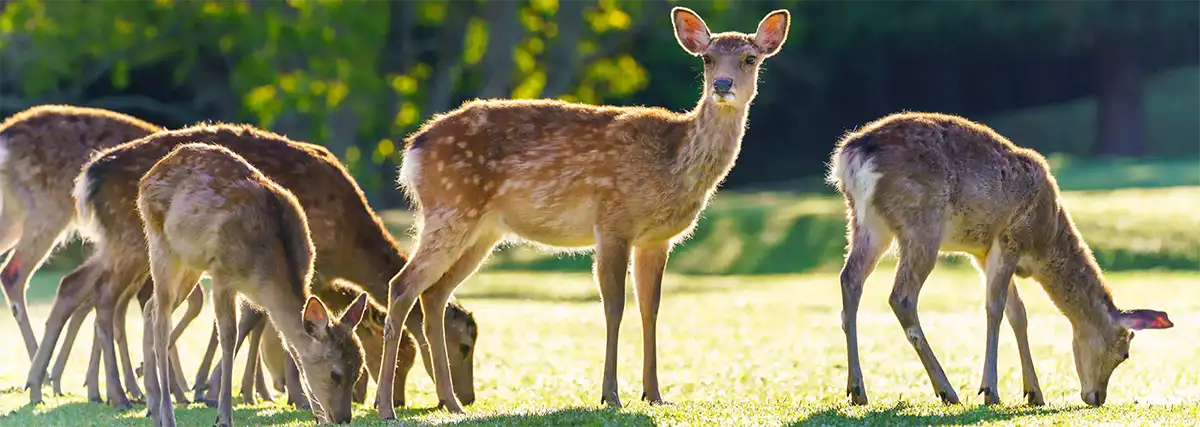 奈良公園の鹿たち